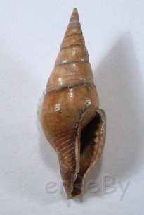 Mitrella nassoide (Grateloup, 1827).jpg
